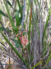 Grevillea aspera