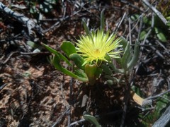 Apatesieae