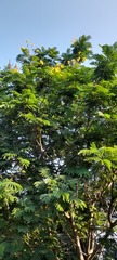 Peltophorum pterocarpum