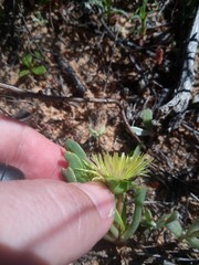 Apatesieae