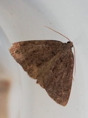 Pachycnemia tibiaria