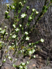 Pimelea flava dichotoma