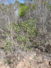 Pimelea flava dichotoma