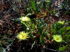 Apatesieae