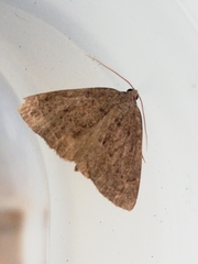 Pachycnemia tibiaria