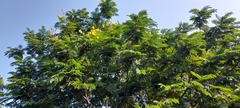 Peltophorum pterocarpum