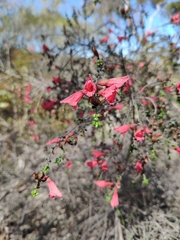 Prostanthera serpyllifolia microphylla