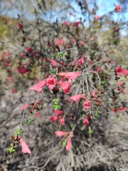 Prostanthera serpyllifolia microphylla
