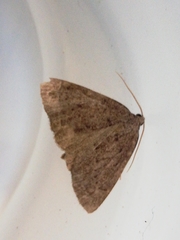 Pachycnemia tibiaria