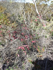 Prostanthera serpyllifolia microphylla