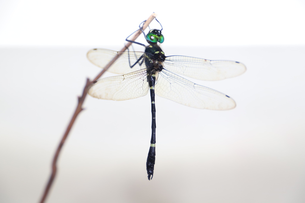 Macromia malleifera