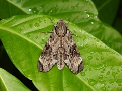 Psilogramma discistriga