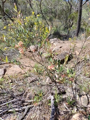 Grevillea aspera