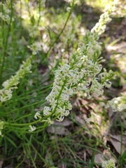 Stackhousia aspericocca