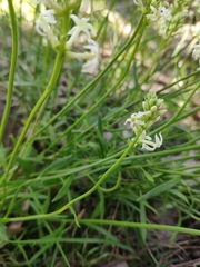 Stackhousia aspericocca