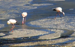 Phoenicoparrus jamesi