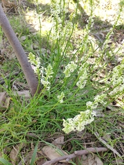 Stackhousia aspericocca