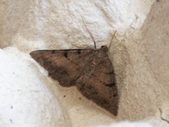 Selidosema pyrenaearia