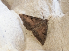 Selidosema pyrenaearia