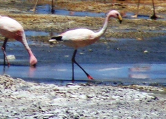 Phoenicoparrus jamesi