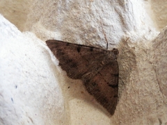 Selidosema pyrenaearia