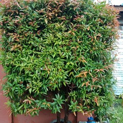 Syzygium myrtifolium