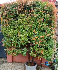 Syzygium myrtifolium