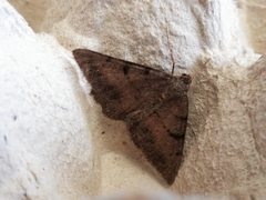 Selidosema pyrenaearia