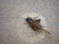 Svercacheta siamensis