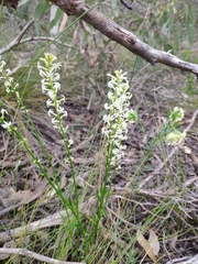 Stackhousia subterranea