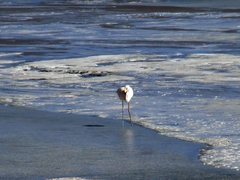 Phoenicoparrus jamesi