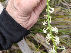 Stackhousia subterranea