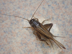 Svercacheta siamensis