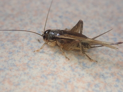 Svercacheta siamensis