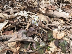 Hepatica americana