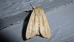 Ichneutica semivittata