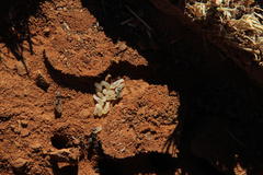 Camponotus vestitus