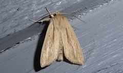 Ichneutica semivittata