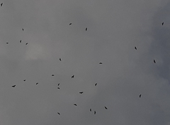 Pernis ptilorhynchus