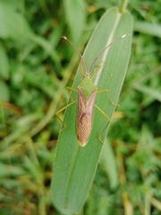 Anacanthocoris