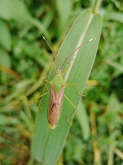 Anacanthocoris