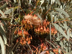 Eucalyptus torquata