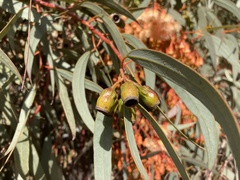 Eucalyptus torquata