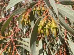 Eucalyptus torquata