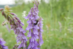 Lasioglossum interruptum