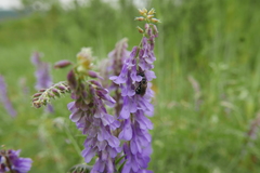 Lasioglossum interruptum