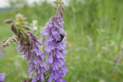 Lasioglossum interruptum