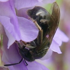 Lasioglossum interruptum