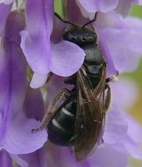 Lasioglossum interruptum
