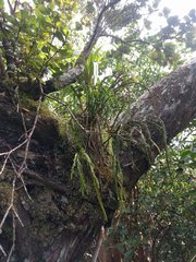 Psilotum complanatum
